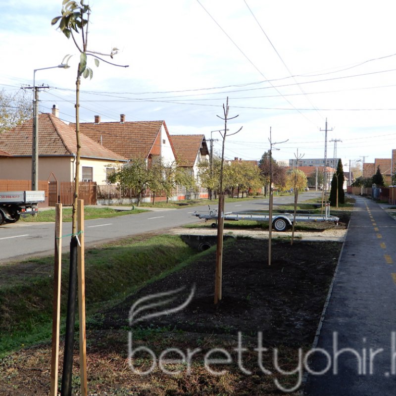 Közösségi faültetés Berettyóújfaluban 94